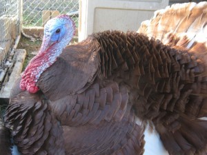 heritage-variety tom turkey
